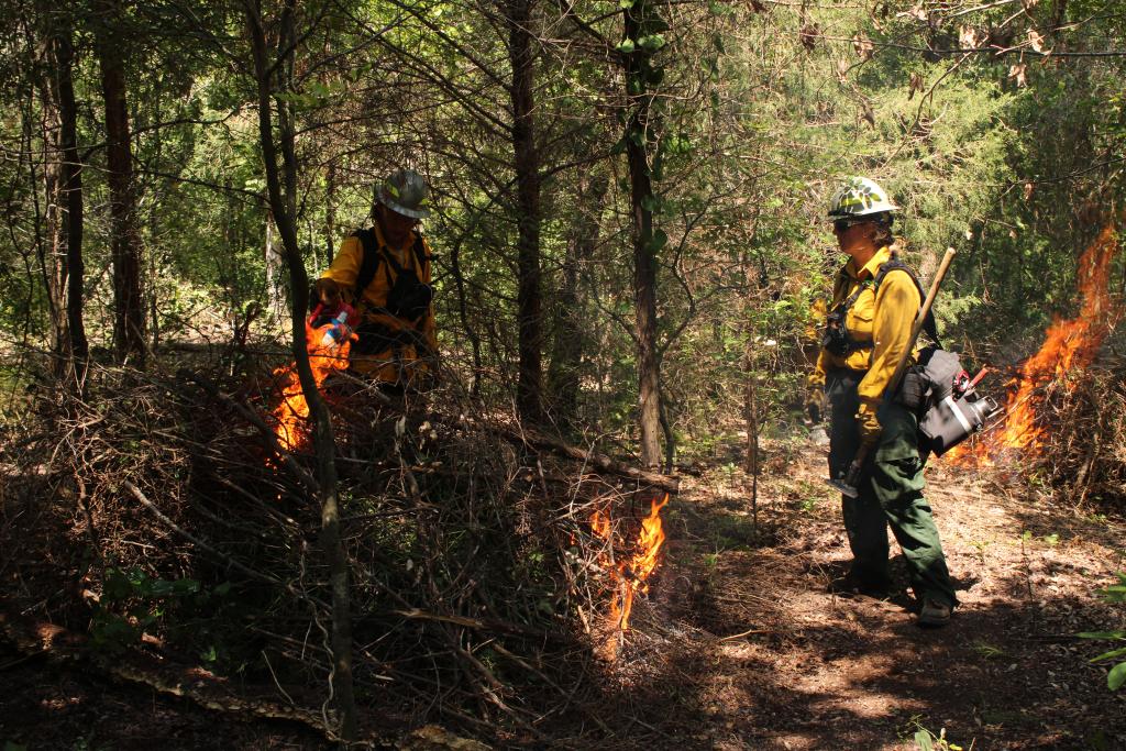 Fire managers use prescribed fire to improve forest health.